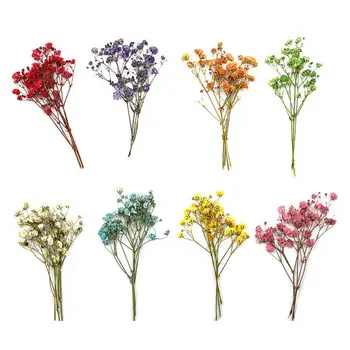 Букеты гипсофилы Красочные пресс-цветы Реалистичный Домашний декор Очаровательный Красочный Высушенный цветок гипсофилы Изображение